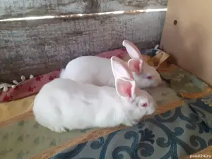 hycol  francez 2 luni