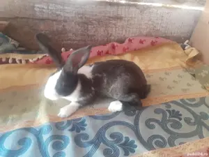 hycol  francez 2 luni - imagine 4