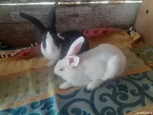 hycol  francez 2 luni - imagine 5