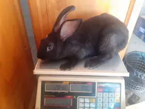 hycol  francez 2 luni - imagine 3