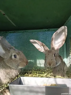 Vand pui de urias german   - imagine 4