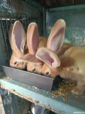 Vand pui de urias german  