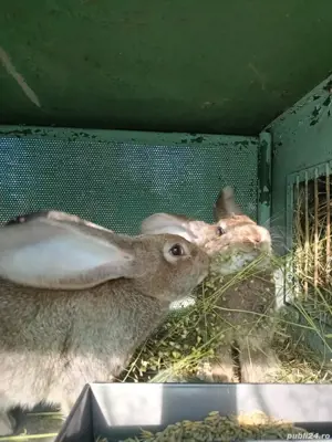 Vand pui de urias german   - imagine 5