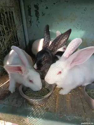 Vand pui de urias german   - imagine 2