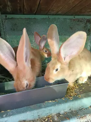 Vand pui de urias german   - imagine 3