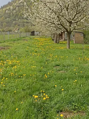 Teren de vanzare - imagine 3