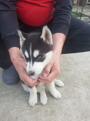 Vand catel rasa Husky Siberian - imagine 3