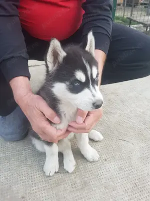 Vand catel rasa Husky Siberian - imagine 2