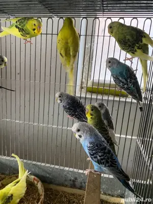 Perusi tineri - imagine 2