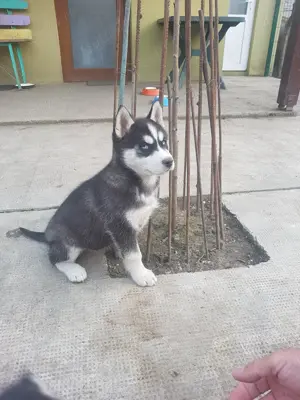 Vand catel rasa Husky Siberian - imagine 4