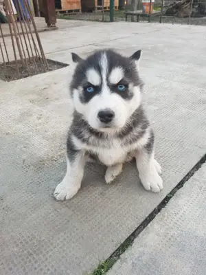 Vand catel rasa Husky Siberian - imagine 5