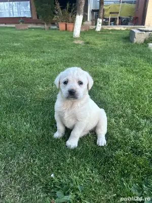 vand labrador retrieveri