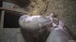 pietrain belgian  - imagine 4