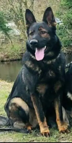 Femela ciobănesc german  - imagine 2