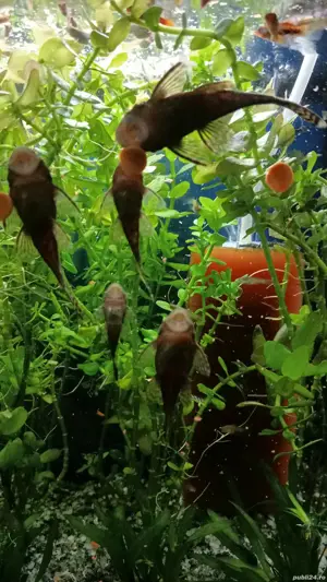 Pești Ancistrusi  - imagine 4 Pești Ancistrusi  - imagine 4