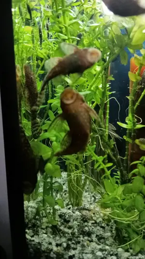 Pești Ancistrusi  - imagine 3 Pești Ancistrusi  - imagine 3