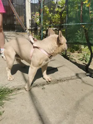 Buldog francez mascul  - imagine 2