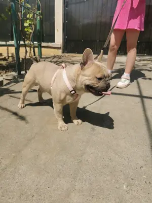 Buldog francez mascul 