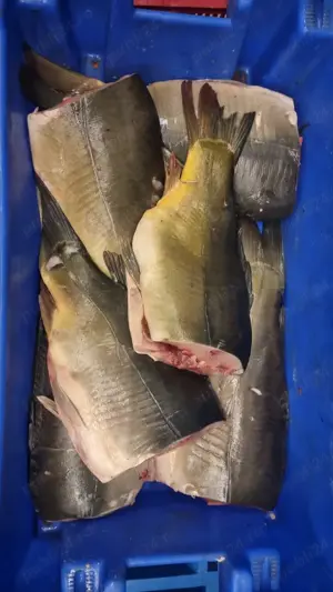 angajam transator  macelar pentru fabrica procesare peste ,zona Voinesti Dambovita - imagine 3