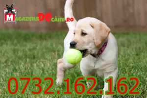 Cumpara legal catei Labrador rasa pura cu factura,microcip obligatoriu prin lege. Livrare personala
