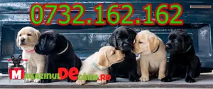 Cumpara legal catei Labrador rasa pura cu factura,microcip obligatoriu prin lege. Livrare personala - imagine 3