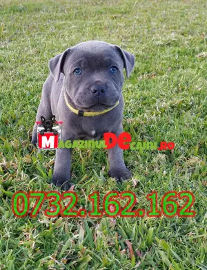 Cumpara legal catei Amstaff cu factura,carnet,microcip(obligatoriu prin lege)-livrare la Iasi