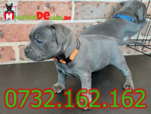 Cumpara legal catei Amstaff Blue cu factura,microcip,carnet.Livrare personala la Cluj Napoca - imagine 4