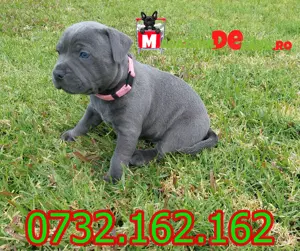 Cumpara legal catei Amstaff Blue cu factura,microcip,carnet.Livrare personala la Cluj Napoca - imagine 5