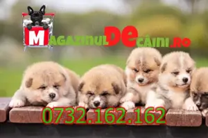 HRANA GRATUITA-Rezerva Akita Inu cu Carnet,Vaccin,Microcip, Inregistrare-Livrare personala Bucuresti - imagine 2