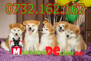 HRANA GRATUITA-Rezerva acum un Akita Inu cu Factura,Carnet,Microcip,Inregistrare-Livrare la Pitesti - imagine 3