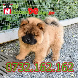 Cumpara legal catei Chow Chow cu Factura,Garantie,Carnet,Microcip-Livrare personala la Timisoara - imagine 7