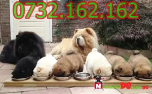 Cumpara legal catei Chow Chow cu Factura,Carnet,Microcip,Garantie-Livrare personala la Pitesti