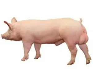 Monta Material Seminal Vieri Landrace, Marele Alb ,Pic Performer  - imagine 2 Monta Material Seminal Vieri Landrace, Marele Alb ,Pic Performer  - imagine 2