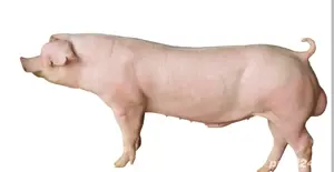 Monta Material Seminal Vieri Landrace, Marele Alb ,Pic Performer 