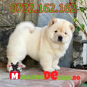 Cumpara legal catei Chow Chow cu Factura,Garantie,Carnet,Microcip-Livrare personala la Timisoara