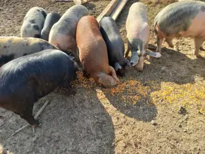 Carcasă de porc  - imagine 3