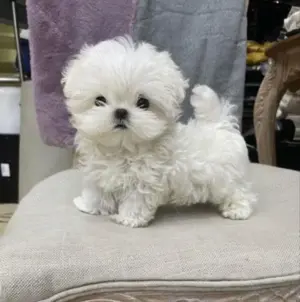 Puiuți Maltipoo extra mini toy disponibili imediat.  Asigur transport