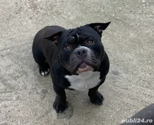 american bully mascul