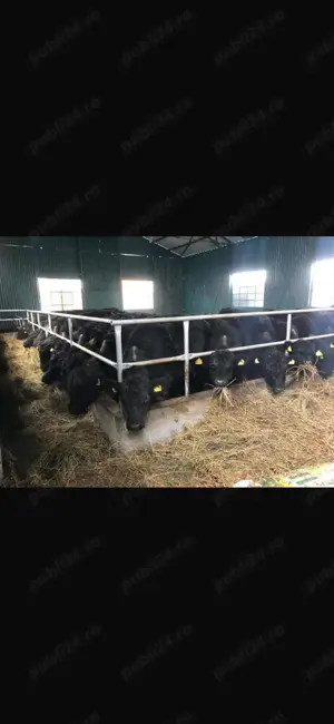 Ferma zootehnica de vanzare - imagine 9 Ferma zootehnica de vanzare - imagine 9