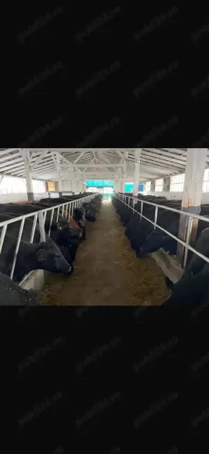 Ferma zootehnica de vanzare - imagine 10 Ferma zootehnica de vanzare - imagine 10