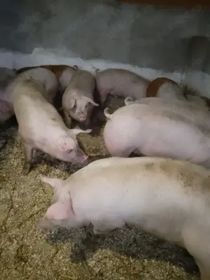 Porci  de carne  - imagine 2