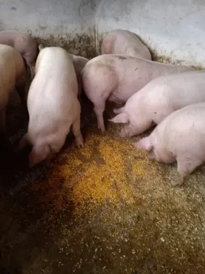 Porci  de carne  - imagine 3