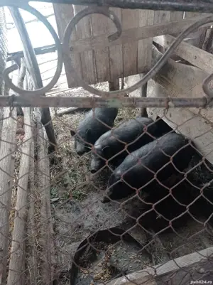 vând porc vietnamez gras - imagine 2