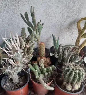 Cactuși diferite soiuri 