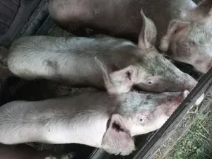 Vânzări porci crescuți in gospodărie 