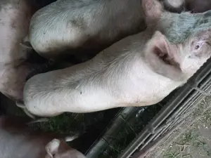 Vânzări porci crescuți in gospodărie  - imagine 2 Vânzări porci crescuți in gospodărie  - imagine 2