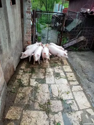 Vind purcei și porci mari  - imagine 3
