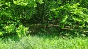 Vand 3600 mp padure, in Bascov, zona Uiasca