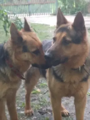 Pui ciobanesc german. - imagine 5