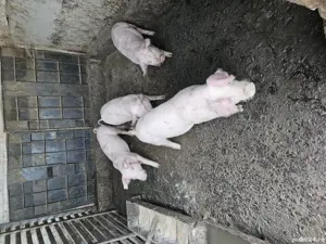 Purcei de vanzare - imagine 2